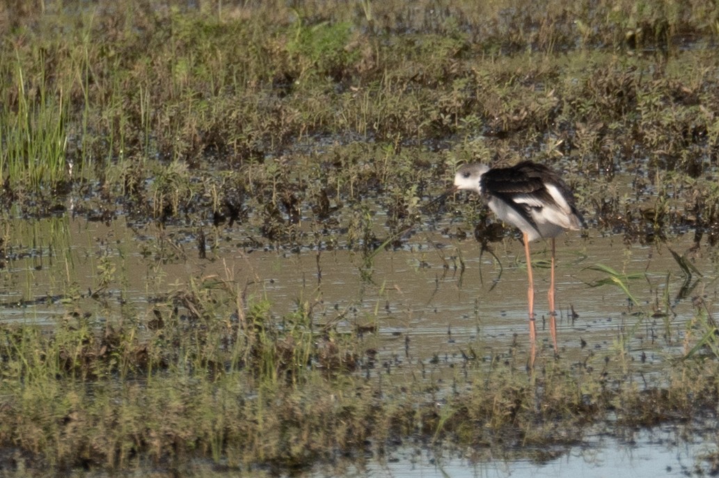 高蹺鴴 - ML647392656