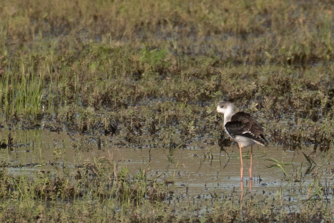 高蹺鴴 - ML647392657