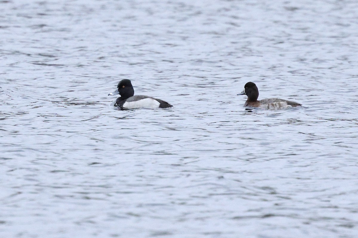 Ring-necked Duck x Lesser Scaup (hybrid) - ML647392659