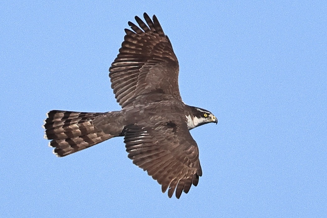 jestřáb lesní - ML647392664