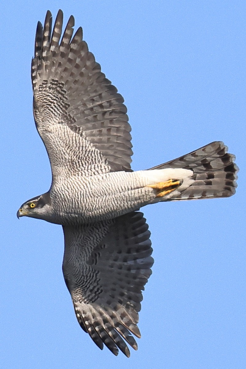 jestřáb lesní - ML647392670