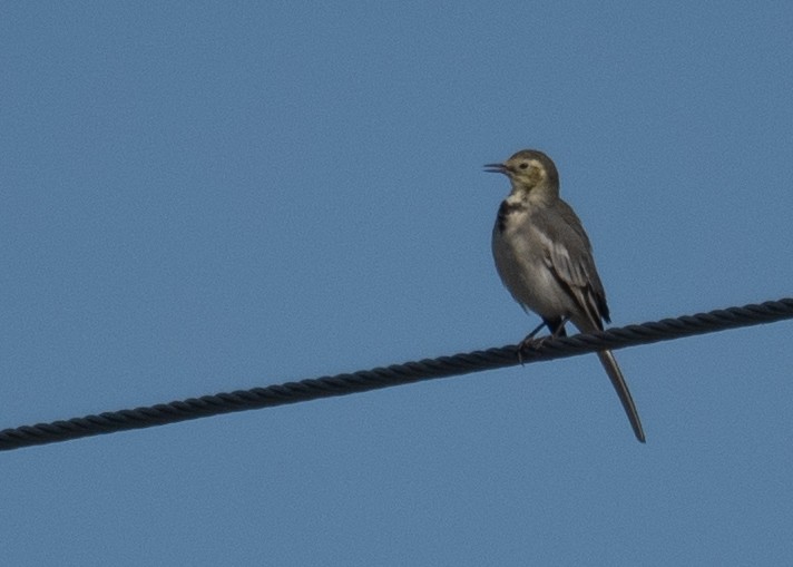 White Wagtail - ML647392674