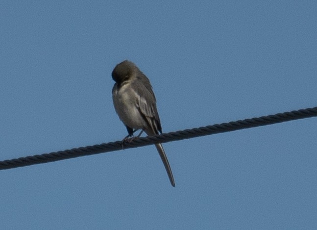 White Wagtail - ML647392675