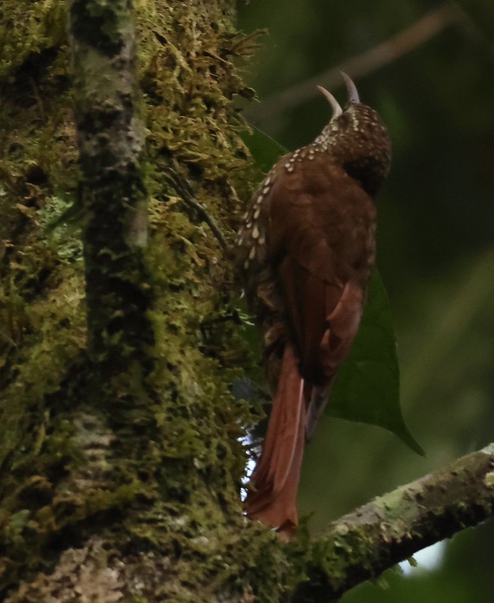 Dağ Tırmaşık - ML647392687