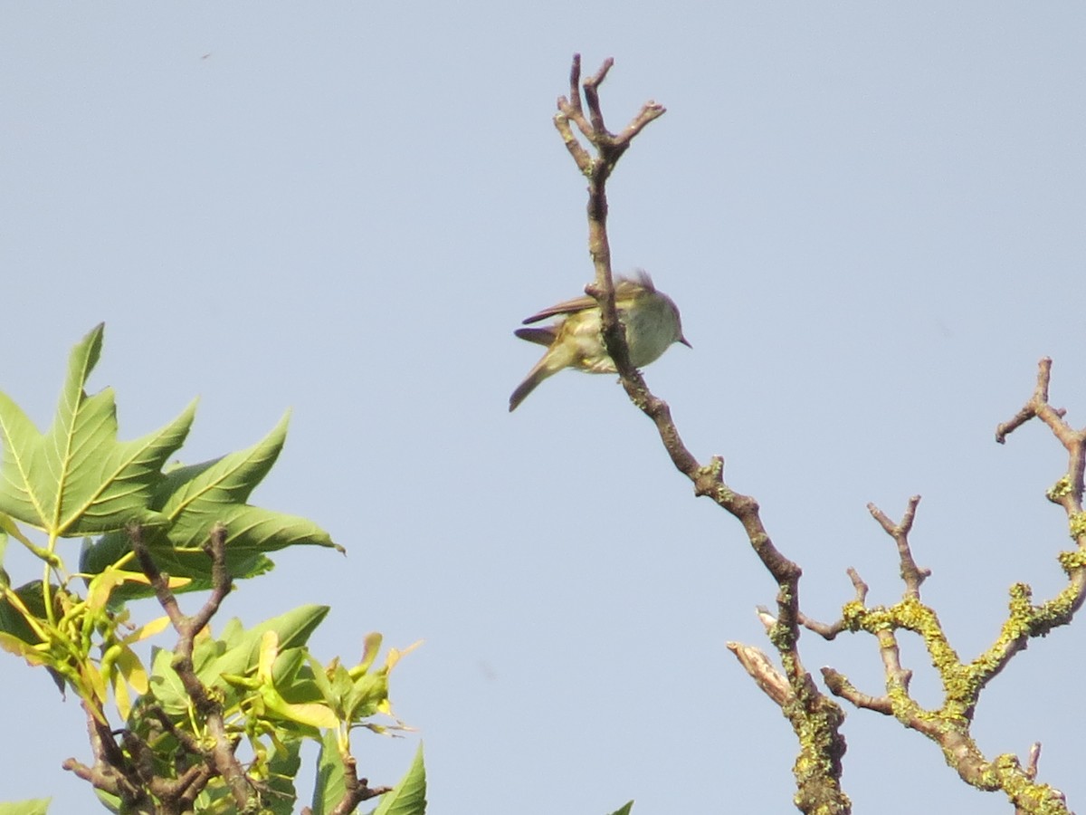 Common Chiffchaff (Common) - ML647392689