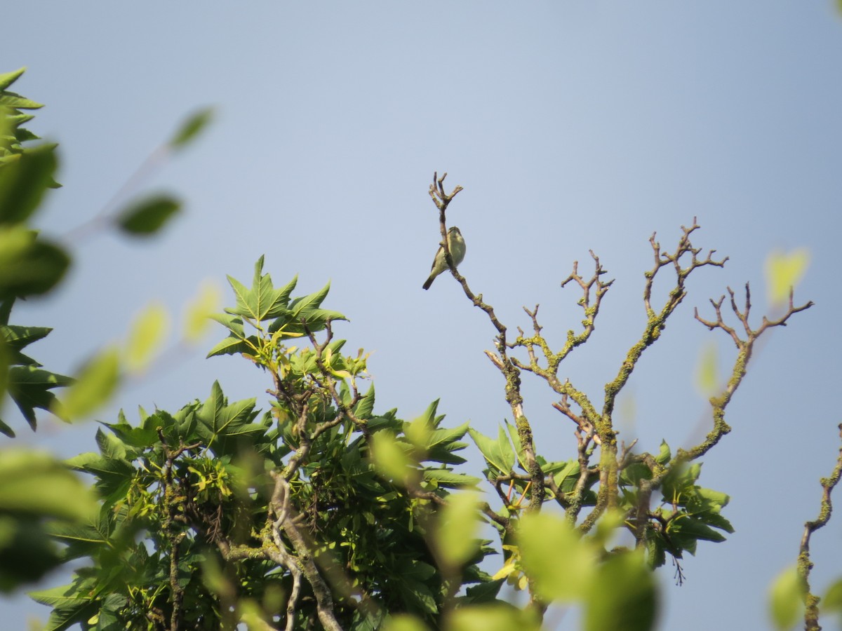 Common Chiffchaff (Common) - ML647392690