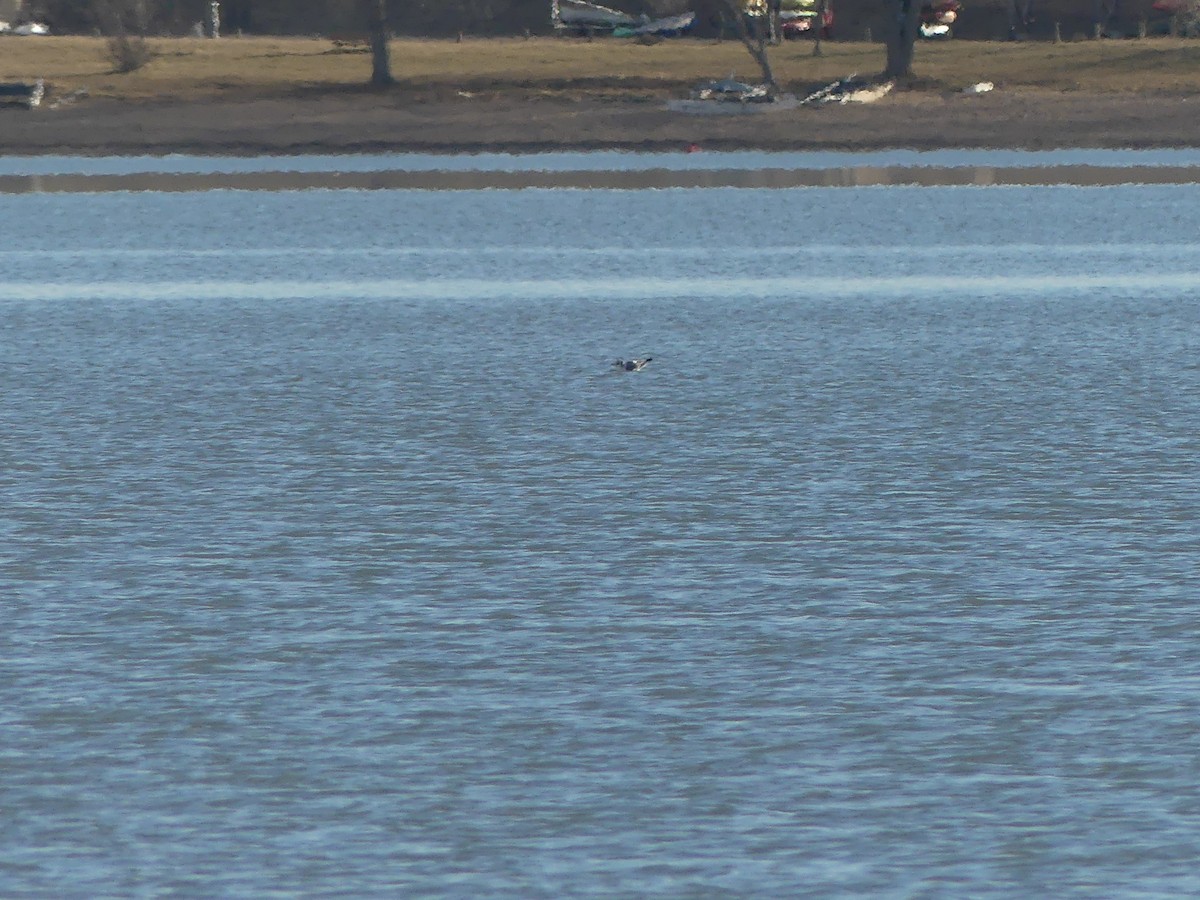 krykkje - ML647392695