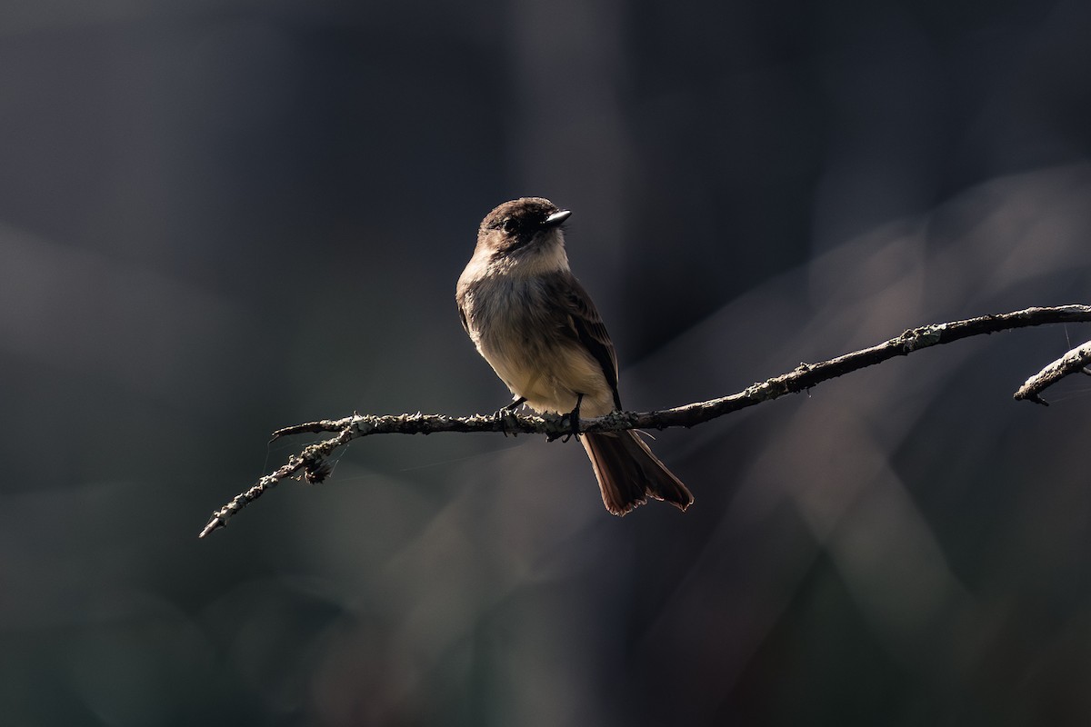 Eastern Phoebe - ML647392697