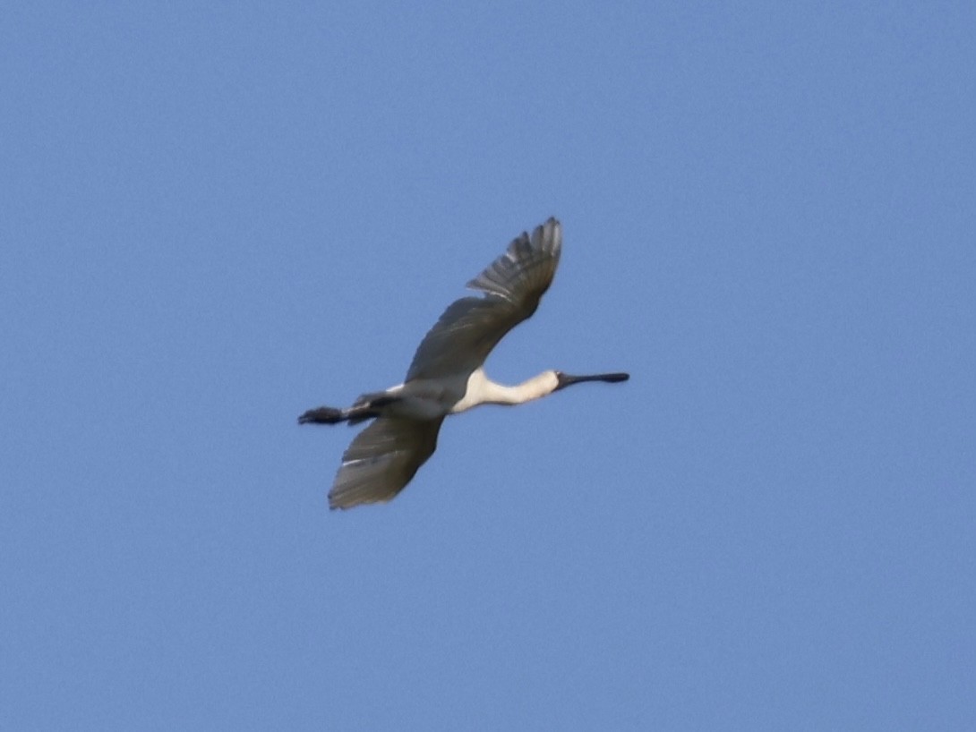 Royal Spoonbill - ML647392726