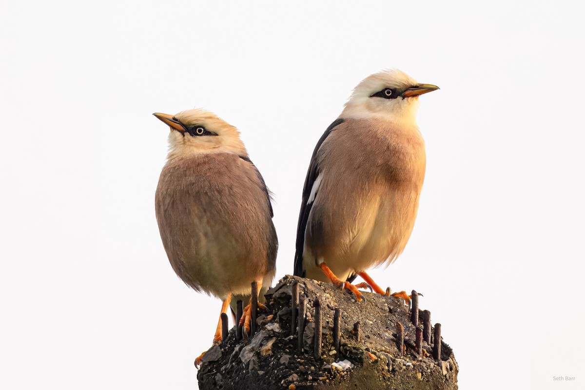 葡萄胸椋鳥 - ML647392745