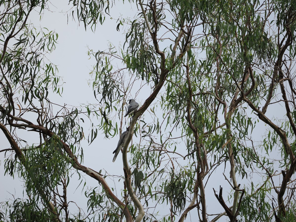Black-faced Cuckooshrike - ML647392750