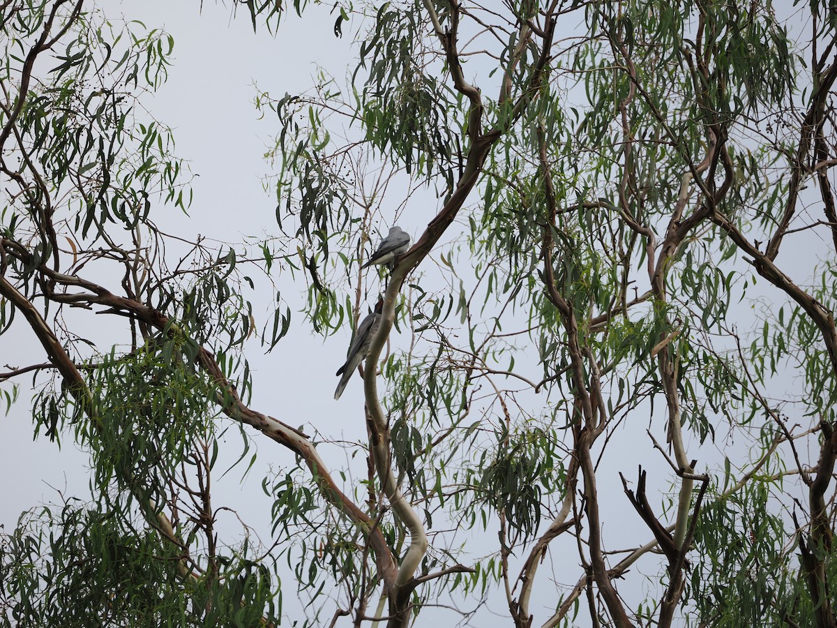 Black-faced Cuckooshrike - ML647392751