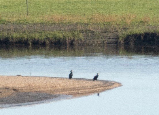 Great Cormorant - ML647392753