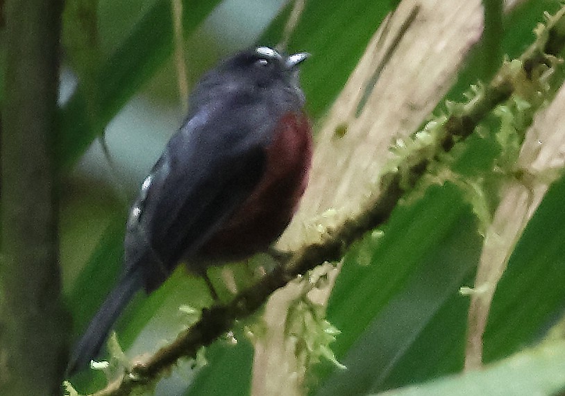 Chestnut-bellied Chat-Tyrant - ML647392755
