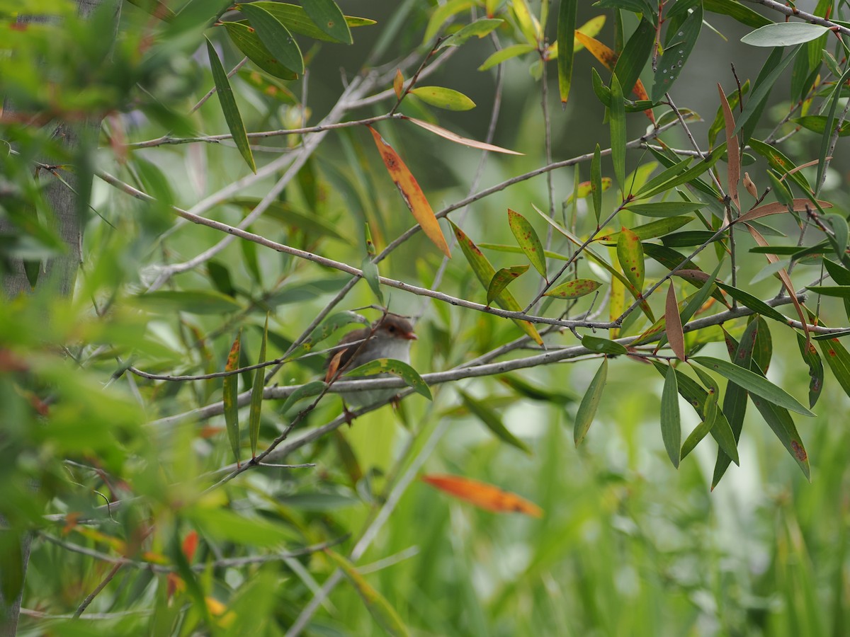 Variegated Fairywren - ML647392756
