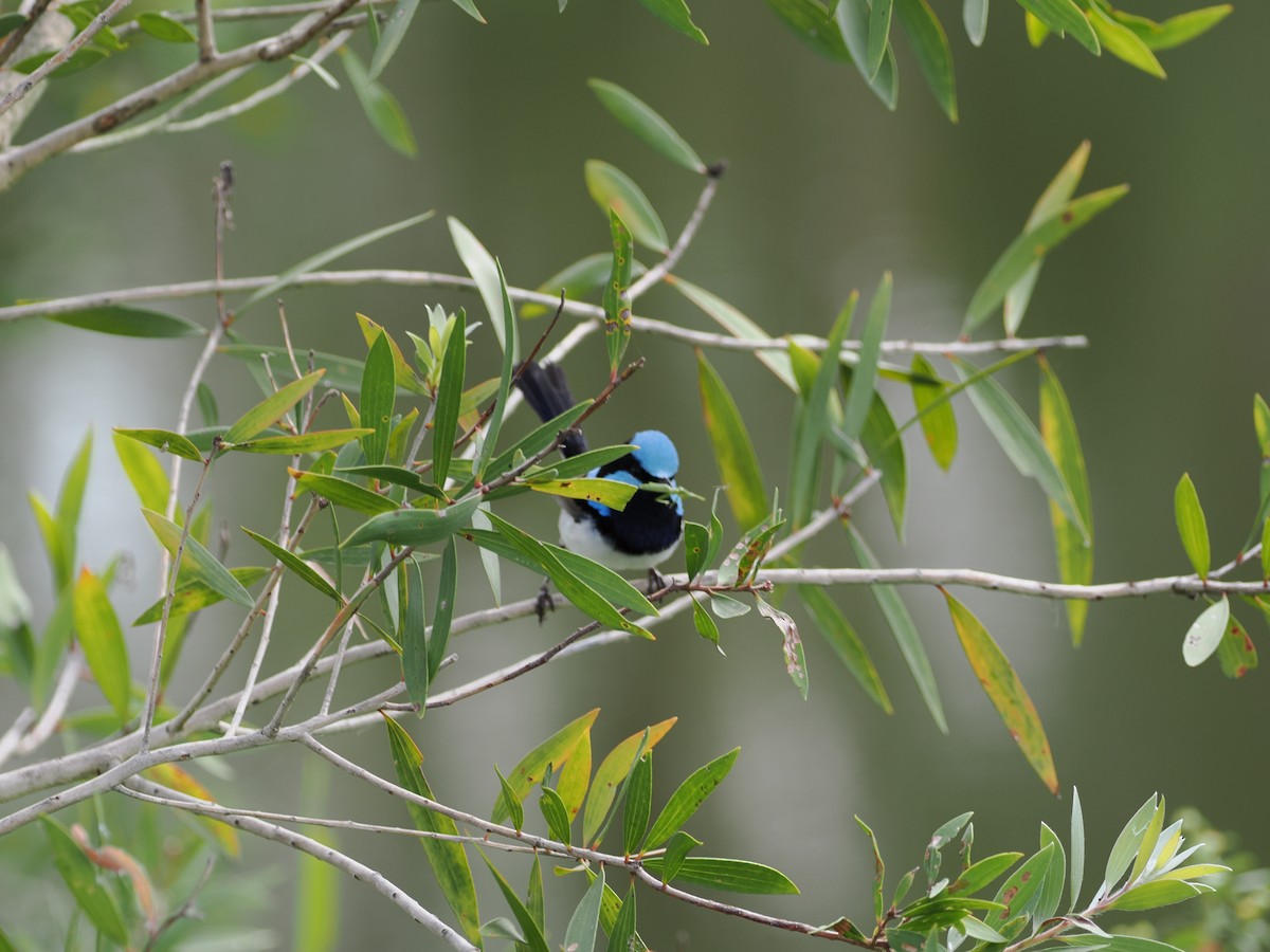 Variegated Fairywren - ML647392760