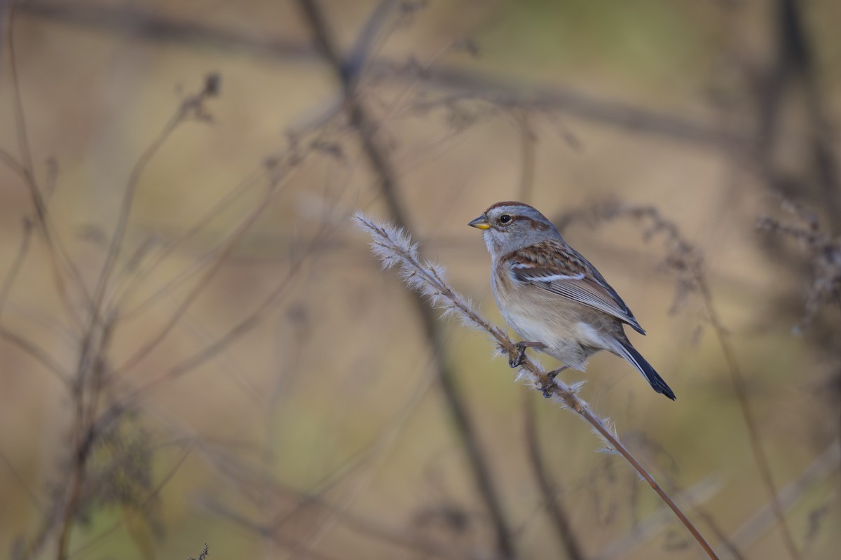 American Tree Sparrow - ML647392764