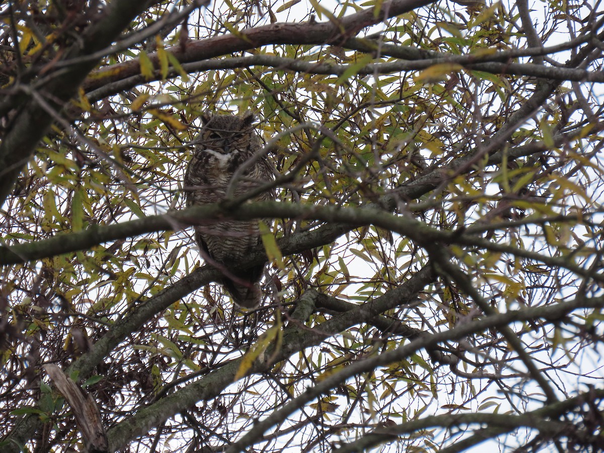 Great Horned Owl - ML647392768