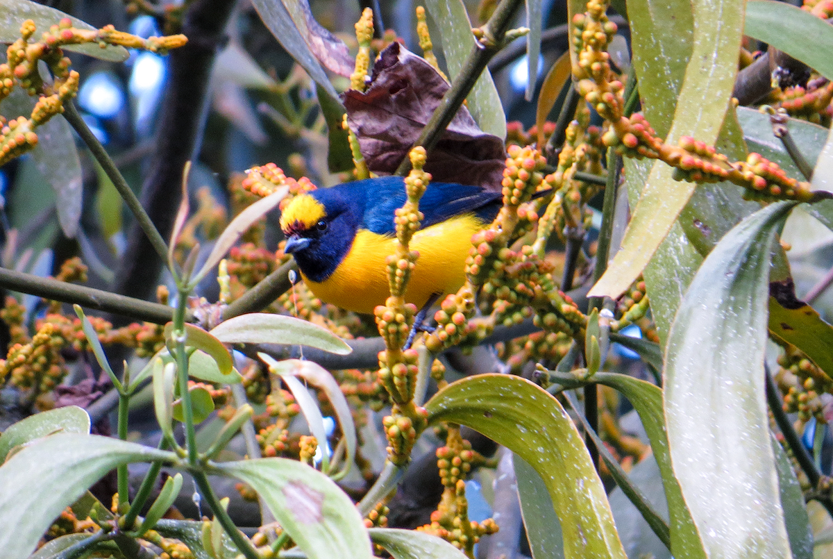 Trinidad Euphonia - ML647392769
