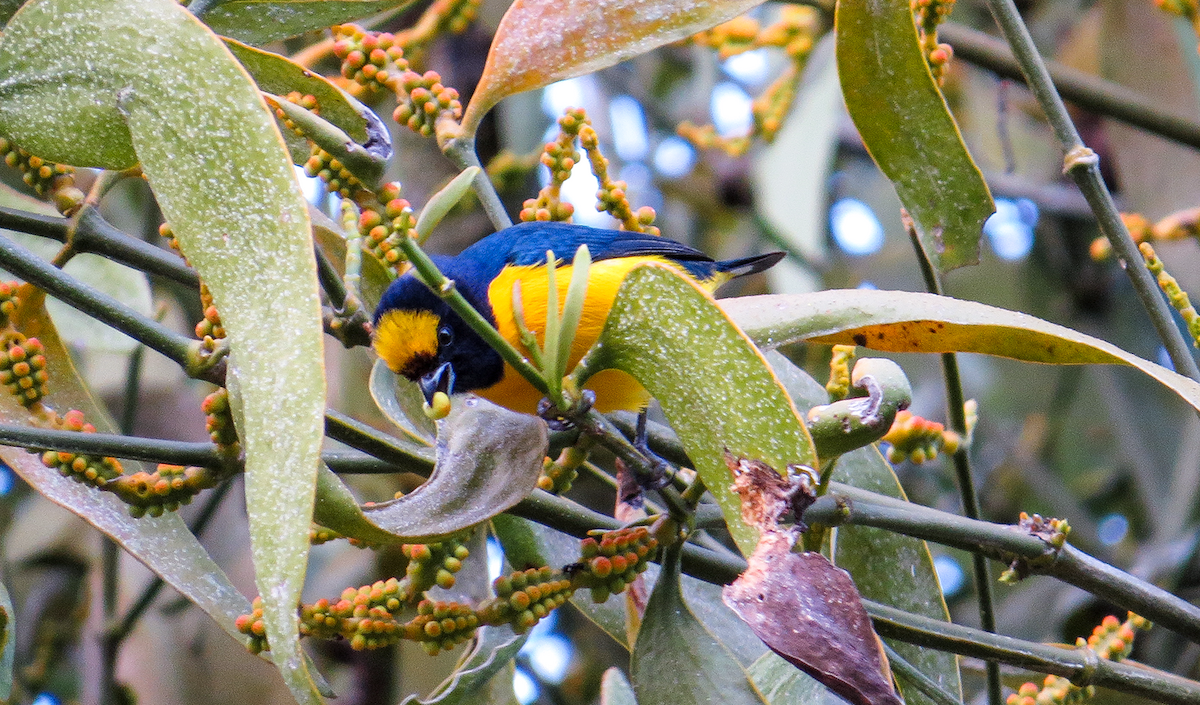 Trinidad Euphonia - ML647392770