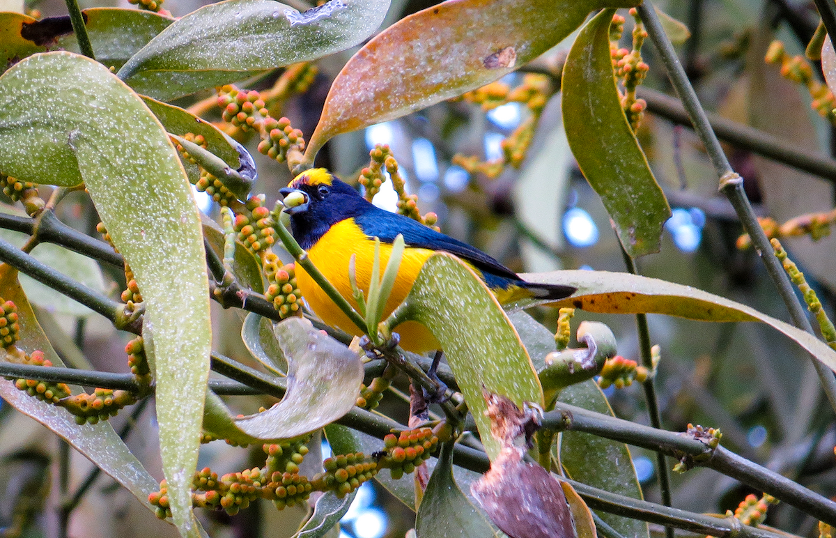 Trinidad Euphonia - ML647392771