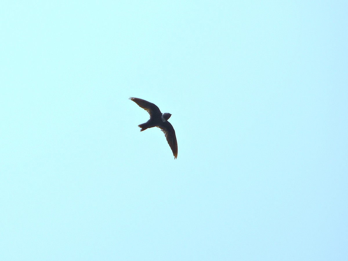 White-collared Swift - ML647392772