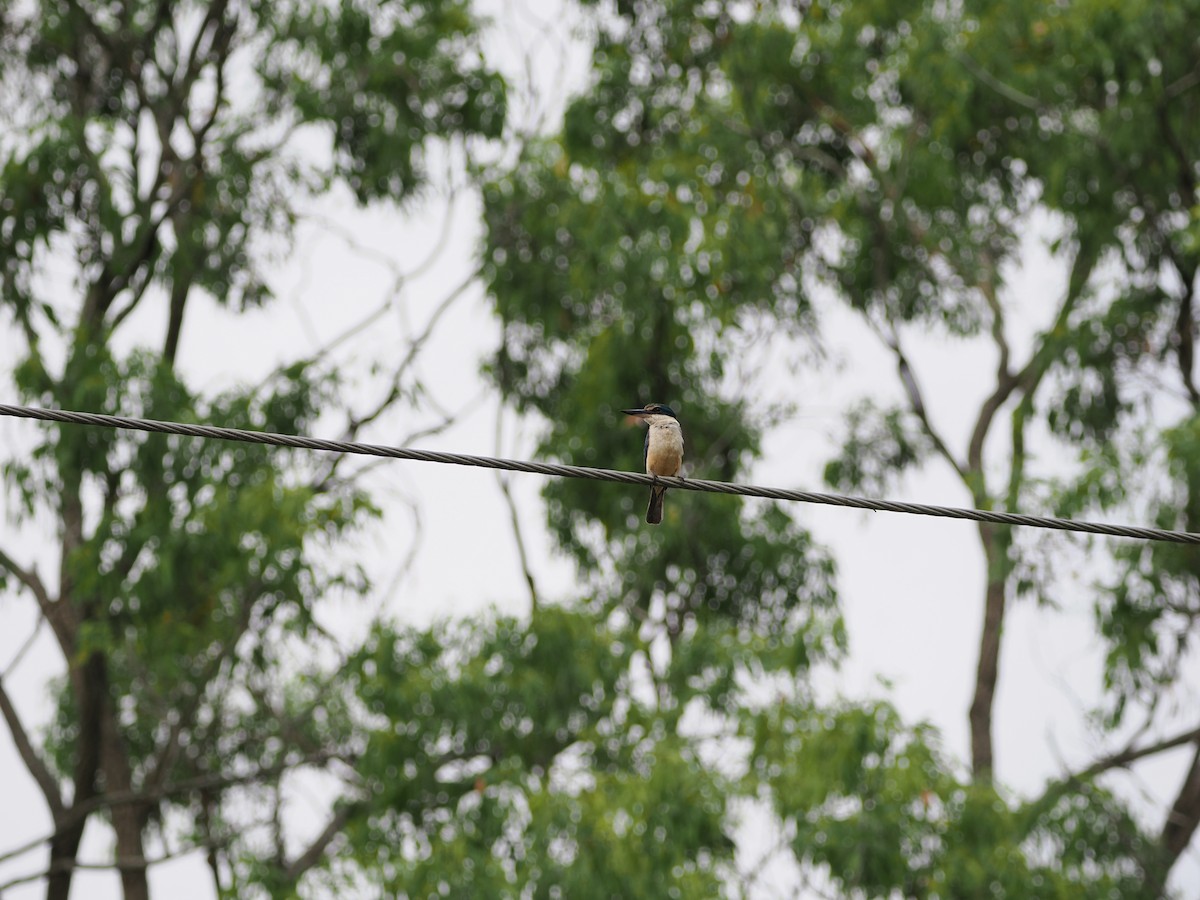 Sacred Kingfisher - ML647392773