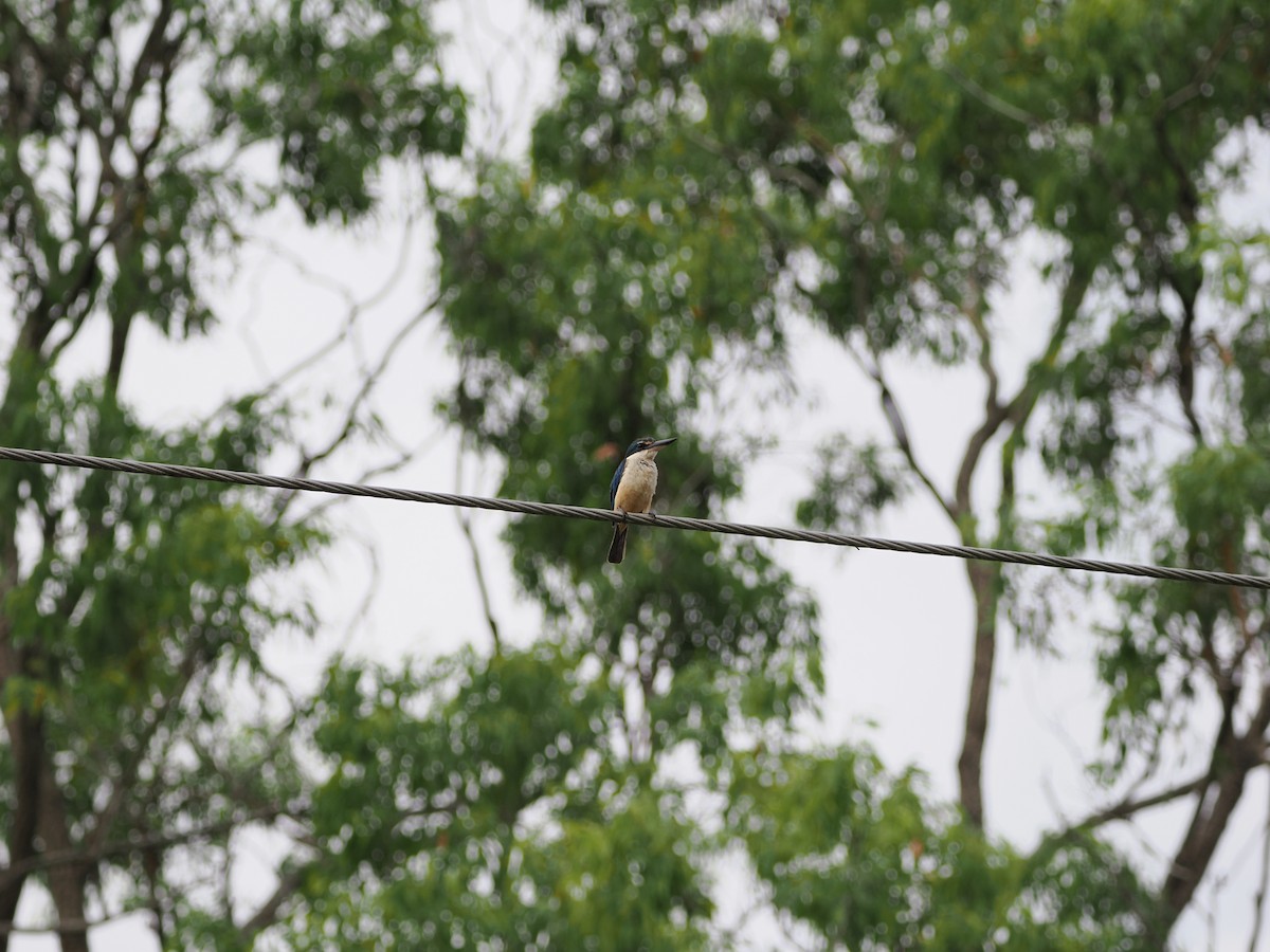 Sacred Kingfisher - ML647392774