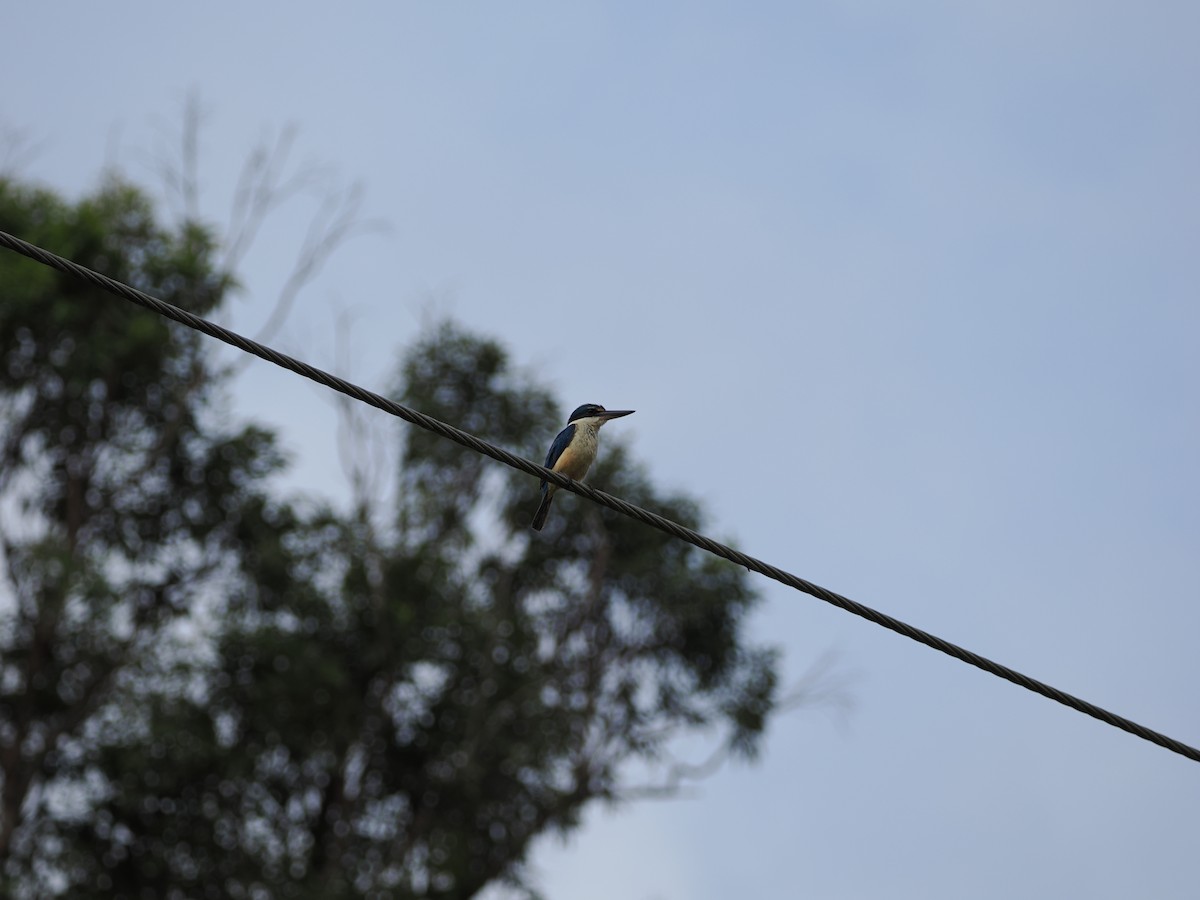 Sacred Kingfisher - ML647392775