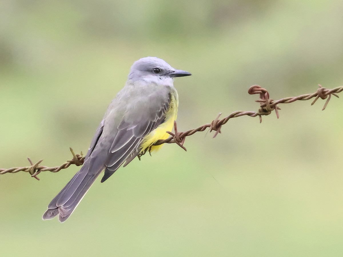 Tropical Kingbird - ML647392777