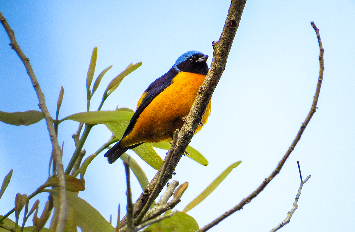 Golden-rumped Euphonia - ML647392778