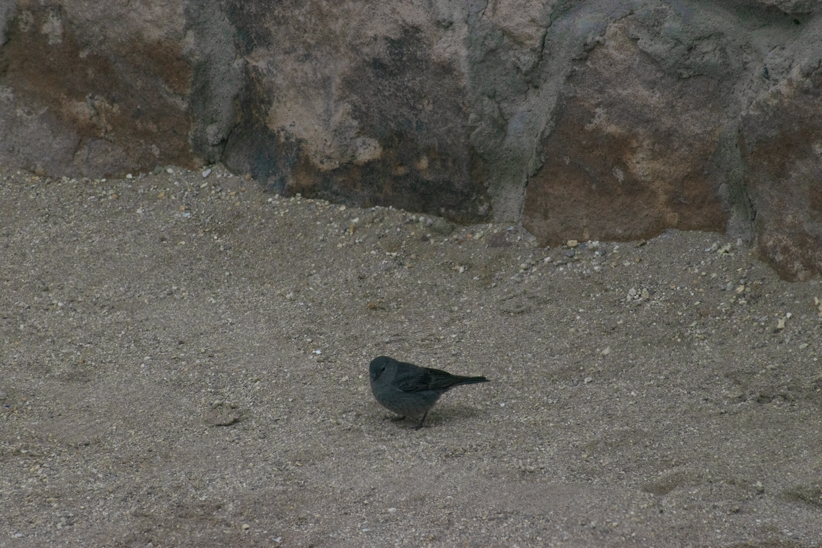 Plumbeous Sierra Finch - ML647392779