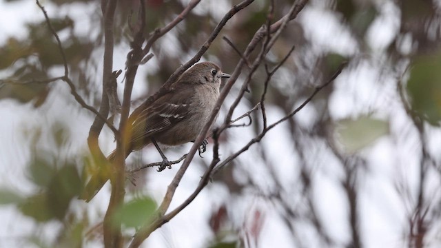 Petroica Matorralera Sureña - ML647392780