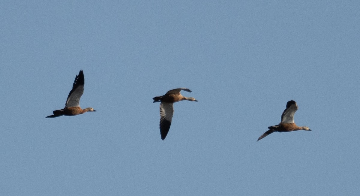 瀆鳧 - ML647392782