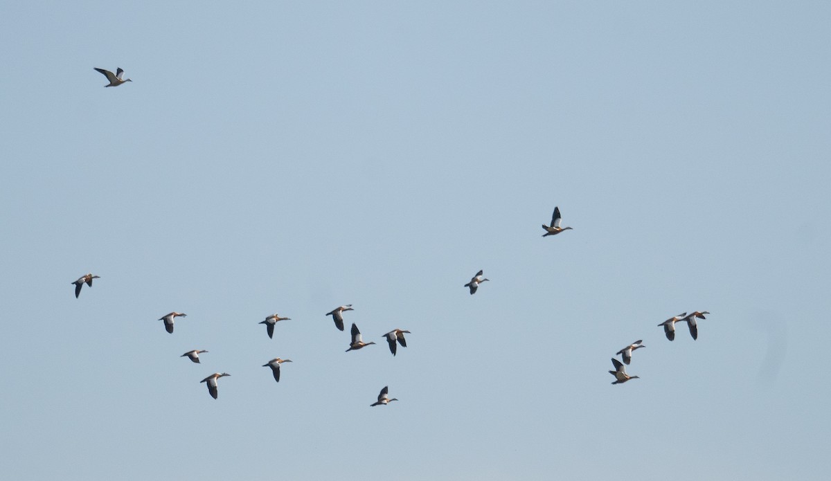 瀆鳧 - ML647392783