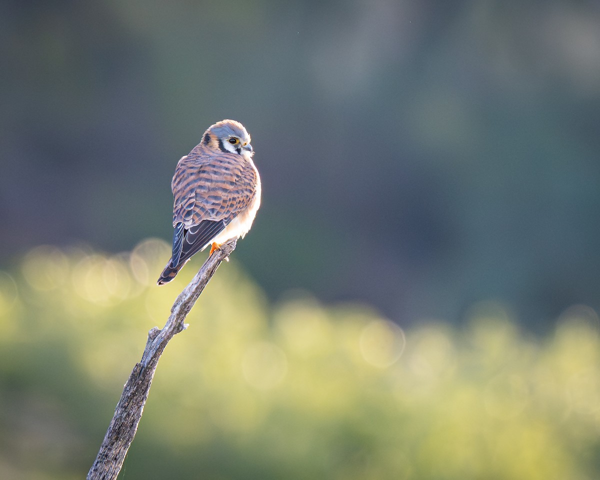 American Kestrel - ML647392784