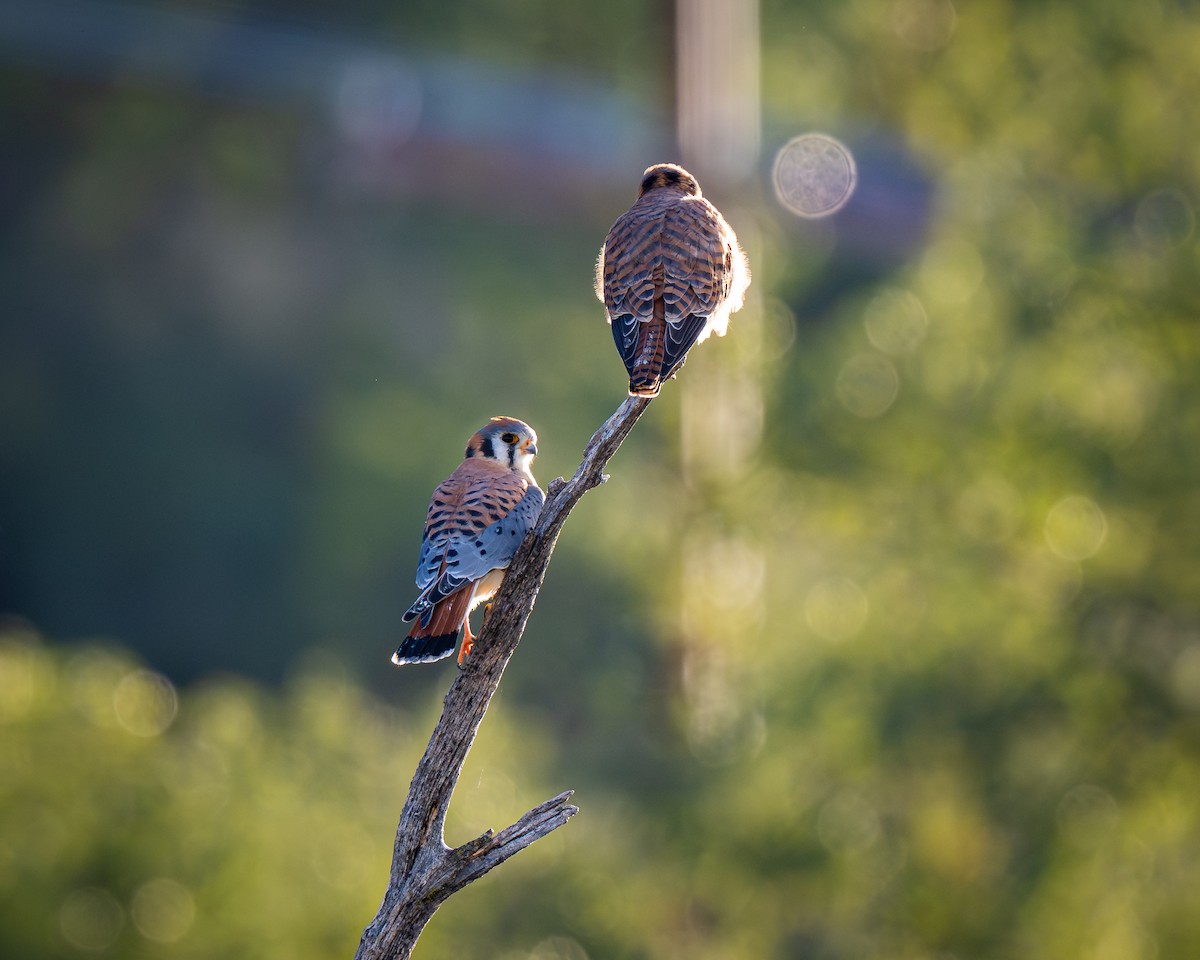 American Kestrel - ML647392785