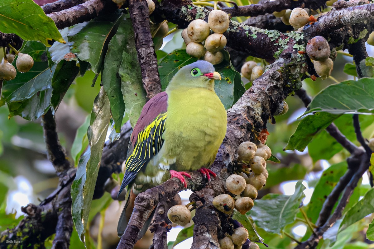 Thick-billed Green-Pigeon (Thick-billed) - ML647392787