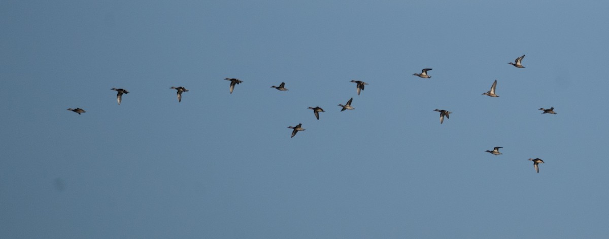 雁鴨科(浮水鴨類) - ML647392788