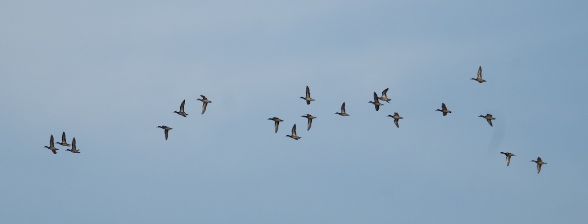 雁鴨科(浮水鴨類) - ML647392789