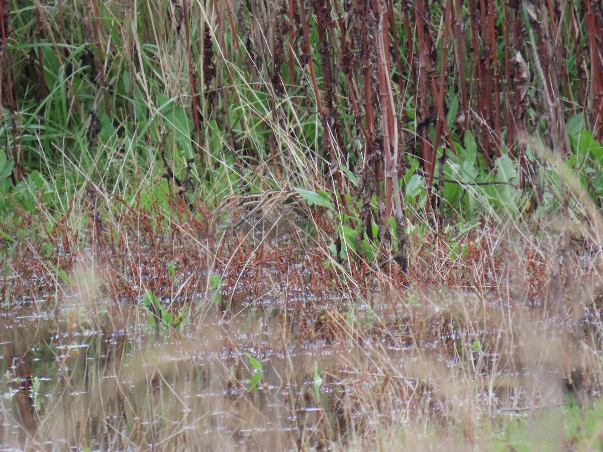 Wilson's Snipe - ML647392793