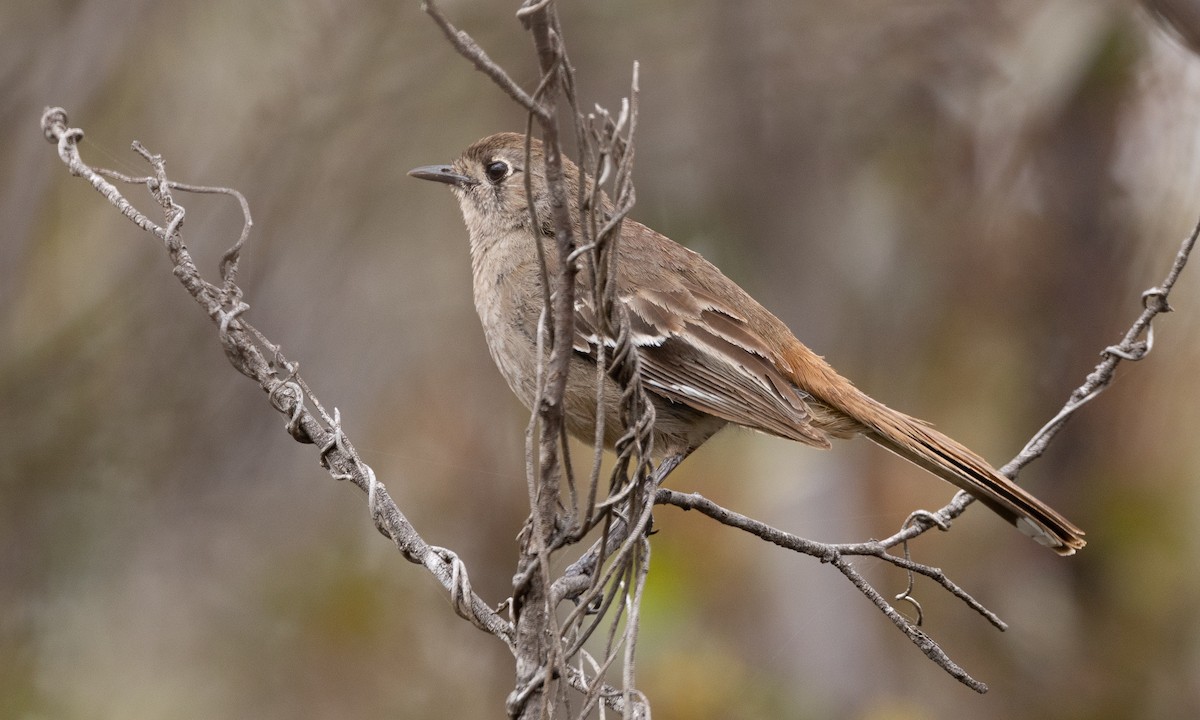 Southern Scrub-Robin - ML647392794