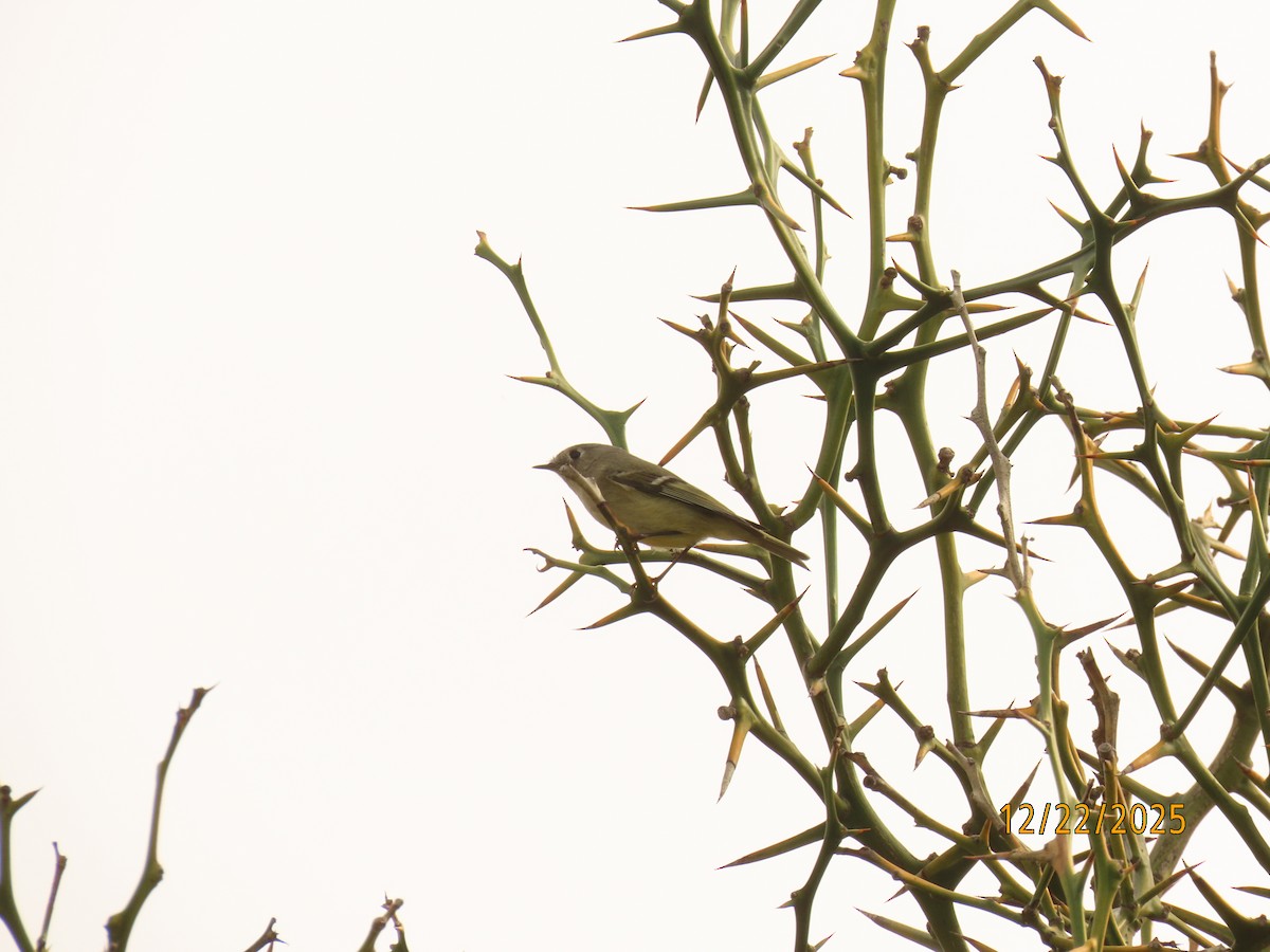 Ruby-crowned Kinglet - ML647392795