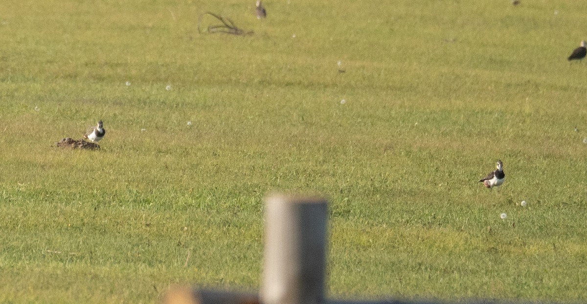 小辮鴴 - ML647392796