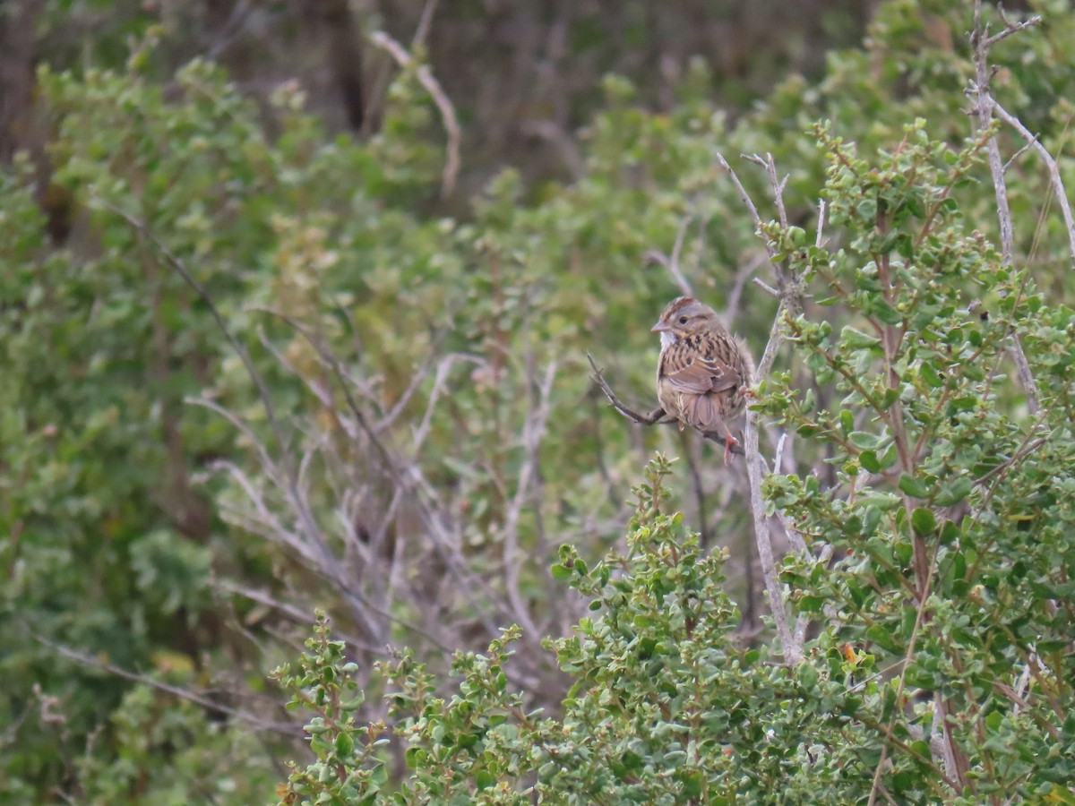 Lincoln's Sparrow - ML647392804