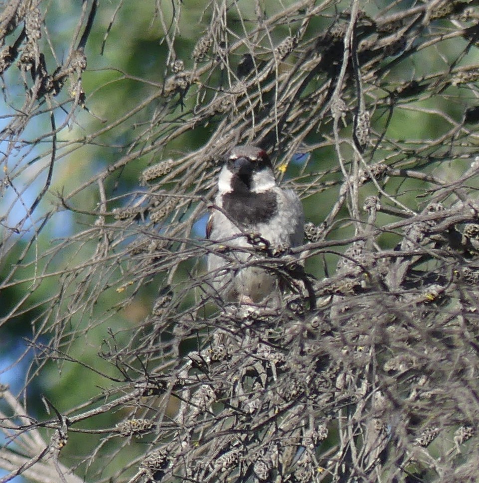 gråspurv - ML647392805