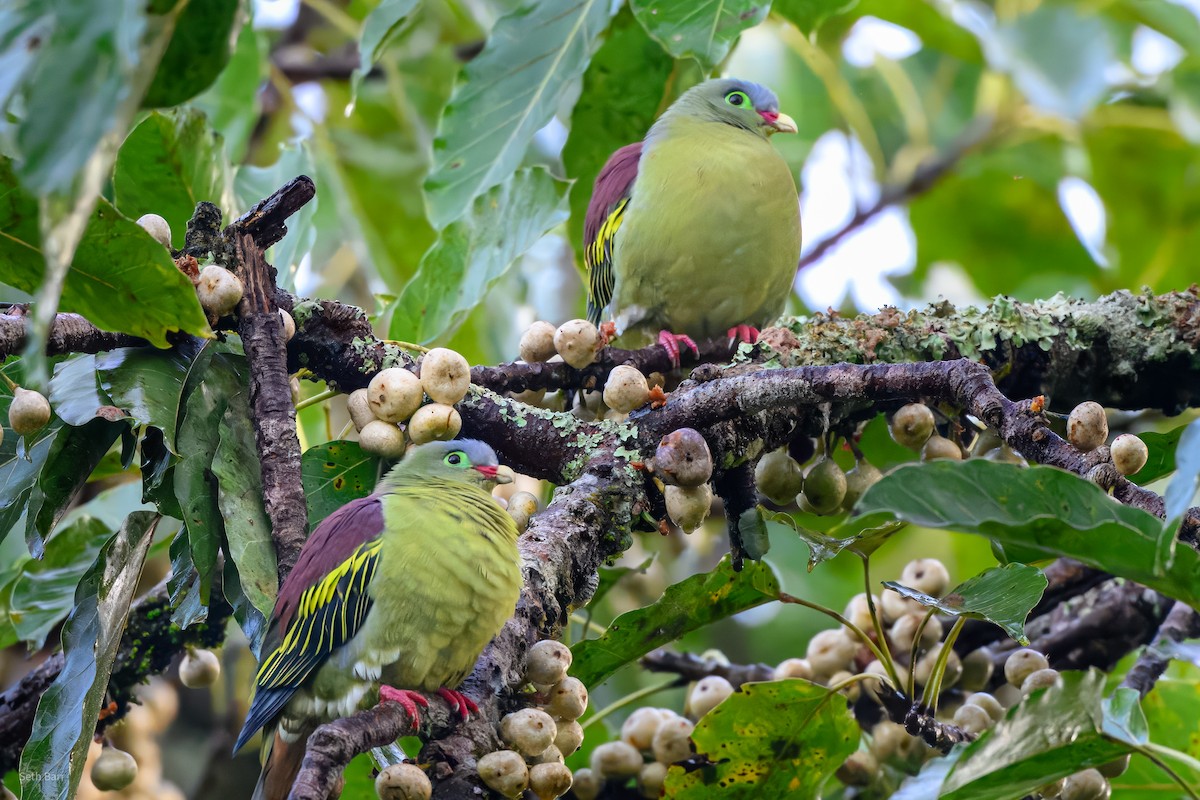 Thick-billed Green-Pigeon (Thick-billed) - ML647392808