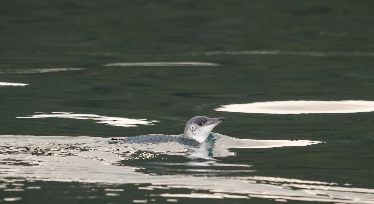 コビトペンギン - ML647392813
