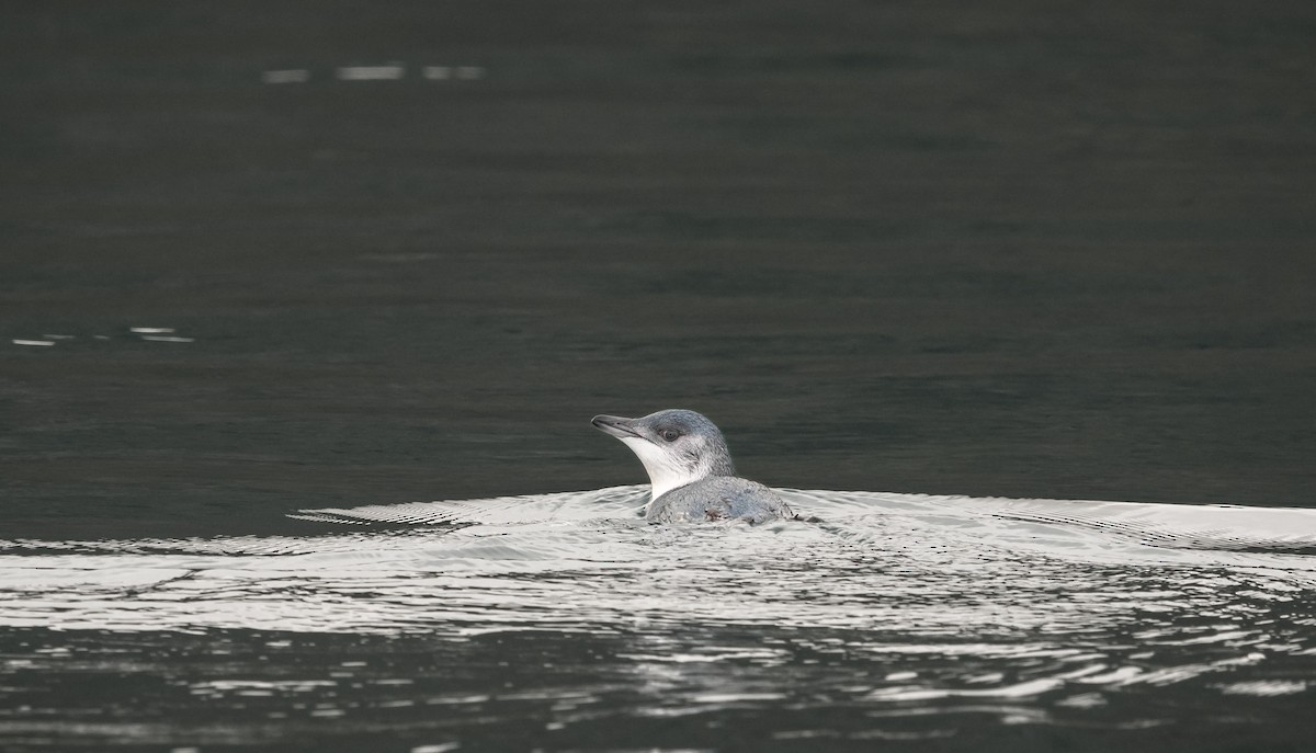 コビトペンギン - ML647392814