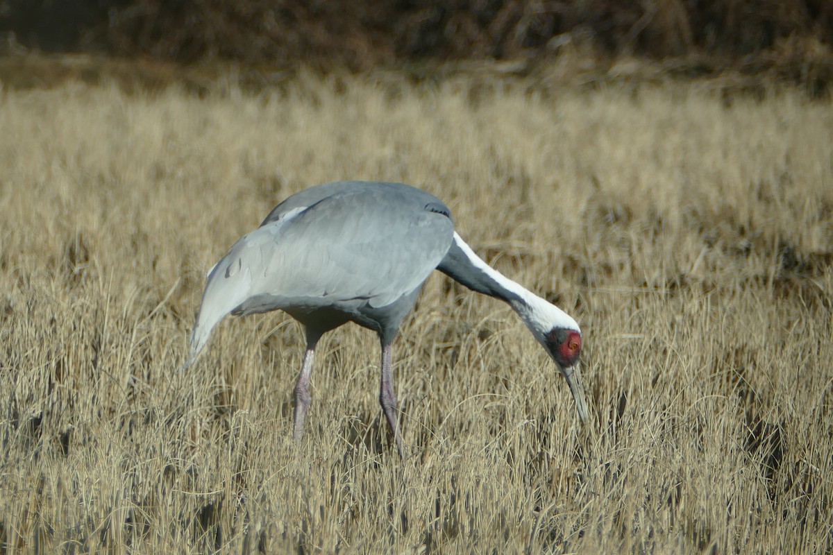 Даурский журавль - ML647392823